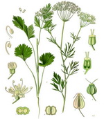 Aniseed Botanical Cycle