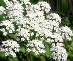 Aniseed Plant