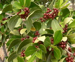 Bay Leaf Berries