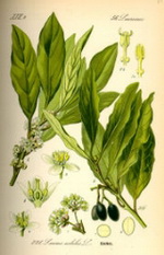 Bay Leaf Botanical Cycle