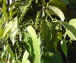 Black Pepper Fruit