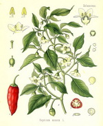 Capsicum Botanical Cycle 2X