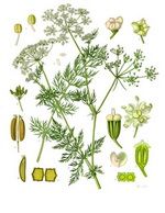 Caraway Botanical Cycle