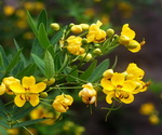 Cassia Flowers