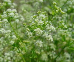 Celery Seed Plant Flowers