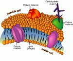 Cell Membrane