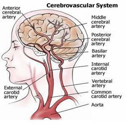 Cerebral Vascular System