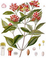 Cloves Botanical Image