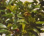 Clove Plant