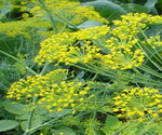 Coriander Plant