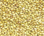 Coriander Seeds