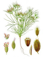 Cumin Botanical Cycle