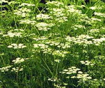 Cumin Plant