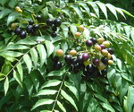 Curry Leaf Berries 1X