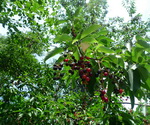 Epazote Plant with Berries