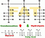 Chemical Structure of Fats Chemical Structure of Fats