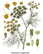 Fennel Botanical Cycle