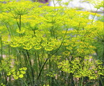 Fennel Plant