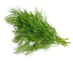 Fresh Dill