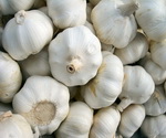 Garlic Cloves