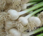 Garlic Plants