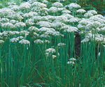 Garlic Chives in The Fields