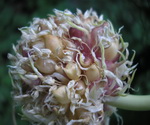 Garlic Flower