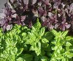 Green and Purple Basil