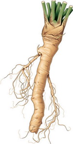 Horseradish Botanical Image