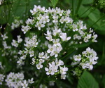 Horseradish Flowers