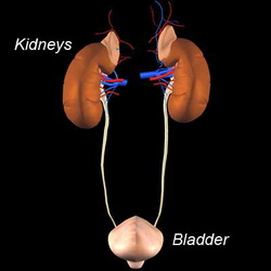 Renal Hypertension