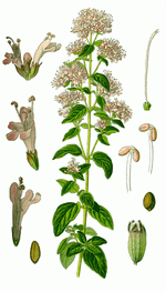 Marjoram Botanical Cycle 