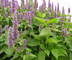 Mint Flowers