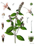 Mint Botantical Cycle