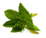 Mint Sprig