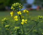 Mustard Plant