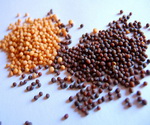 Yellow and Brown Mustard Seeds