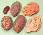 Nutmeg Tree Spice Parts