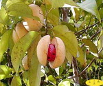 Nutmeg Tree