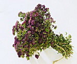 Oregano Bunch