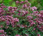 Oregano Plant with Flowers