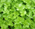 Parsley Curley Leaf 