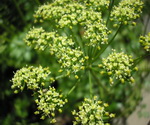 Parsley Flat Leaf Flower