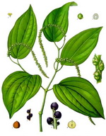 Pepper Botanical Cycle