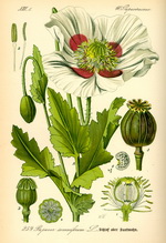 Poppy Seed Botanical Cycle