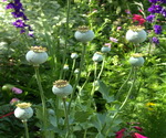 Poppy Seed Plants