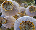 Poppy Seed Heads