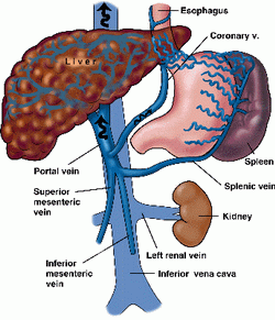 Portension Hypertension