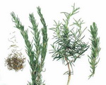 Rosemary Botanical Cycle 2