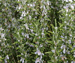 Rosemary officinalis